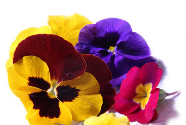 Fiori eduli o fiori commestibili per un tocco di colore in cucina